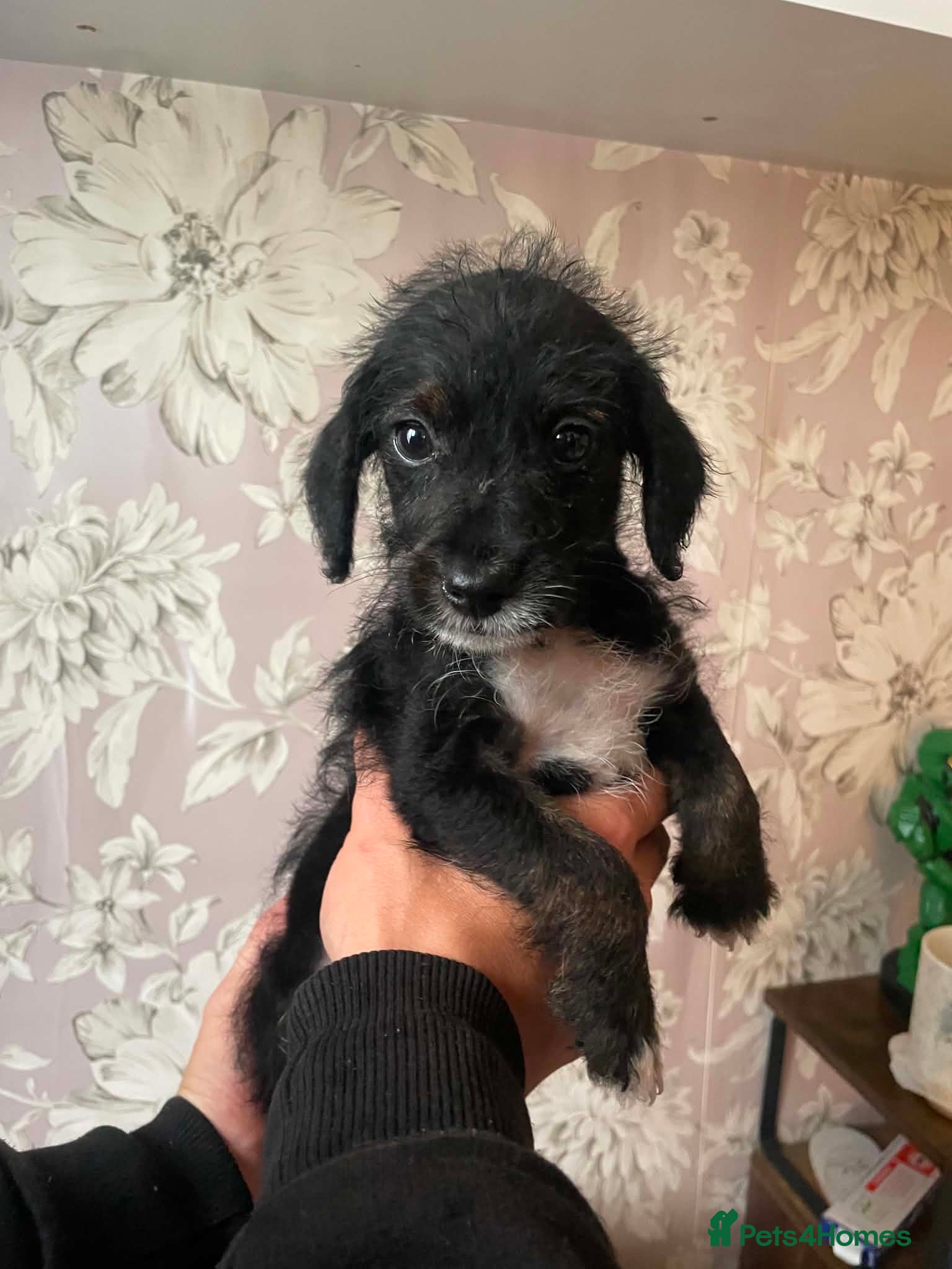 Jackapoo dogs 🏆Beautiful Jackapoo puppies🏆 1 BOY AND GIRL LEFT - Advert 11
