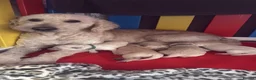Goldendoodle dogs for sale: 🐾 Beautiful Multi-Gen Goldendoodle Puppies in Clacton-on-Sea - Advert 5