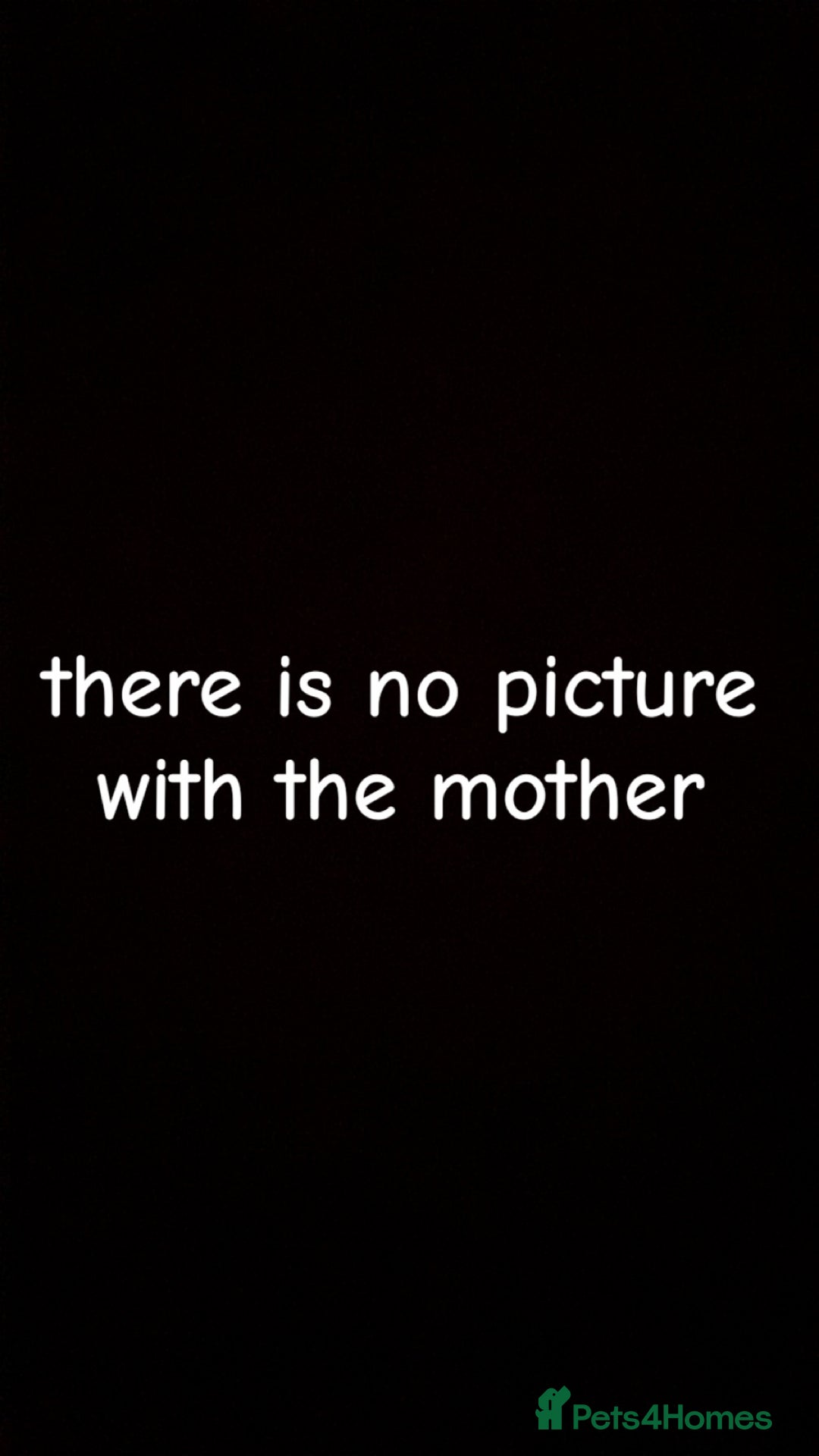 Miniature Dachshund dogs for sale: Female full breed Miniature dachshund - Advert 5