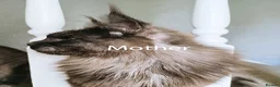 Maine Coon cats for sale: TICA registered DNA health tested maine coon boys - Advert 3