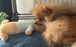 Pomeranian dogs for sale: Beautiful Little Boy Pomeranian - Image 7