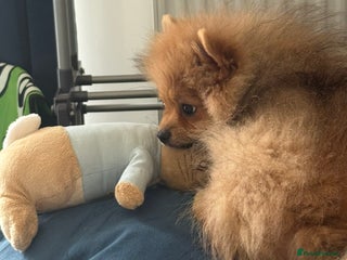 Pomeranian dogs - Advert 29