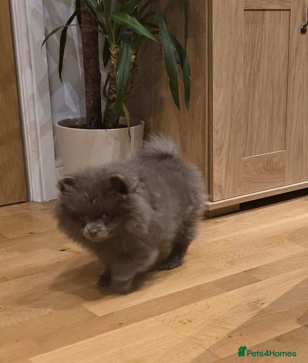 Pomeranian dogs for sale: Stunningly beautiful Pomeranian babies - Advert 4