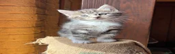 Ragdoll cats for sale: Kittens for sale - Advert 9