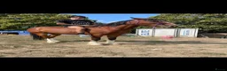 Shire horses for sale: Shire in Pulborough - Advert 9
