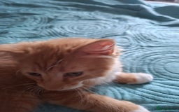 Bombay cats for sale: Two kittens, ginger(male) and black ( female) - Image 3