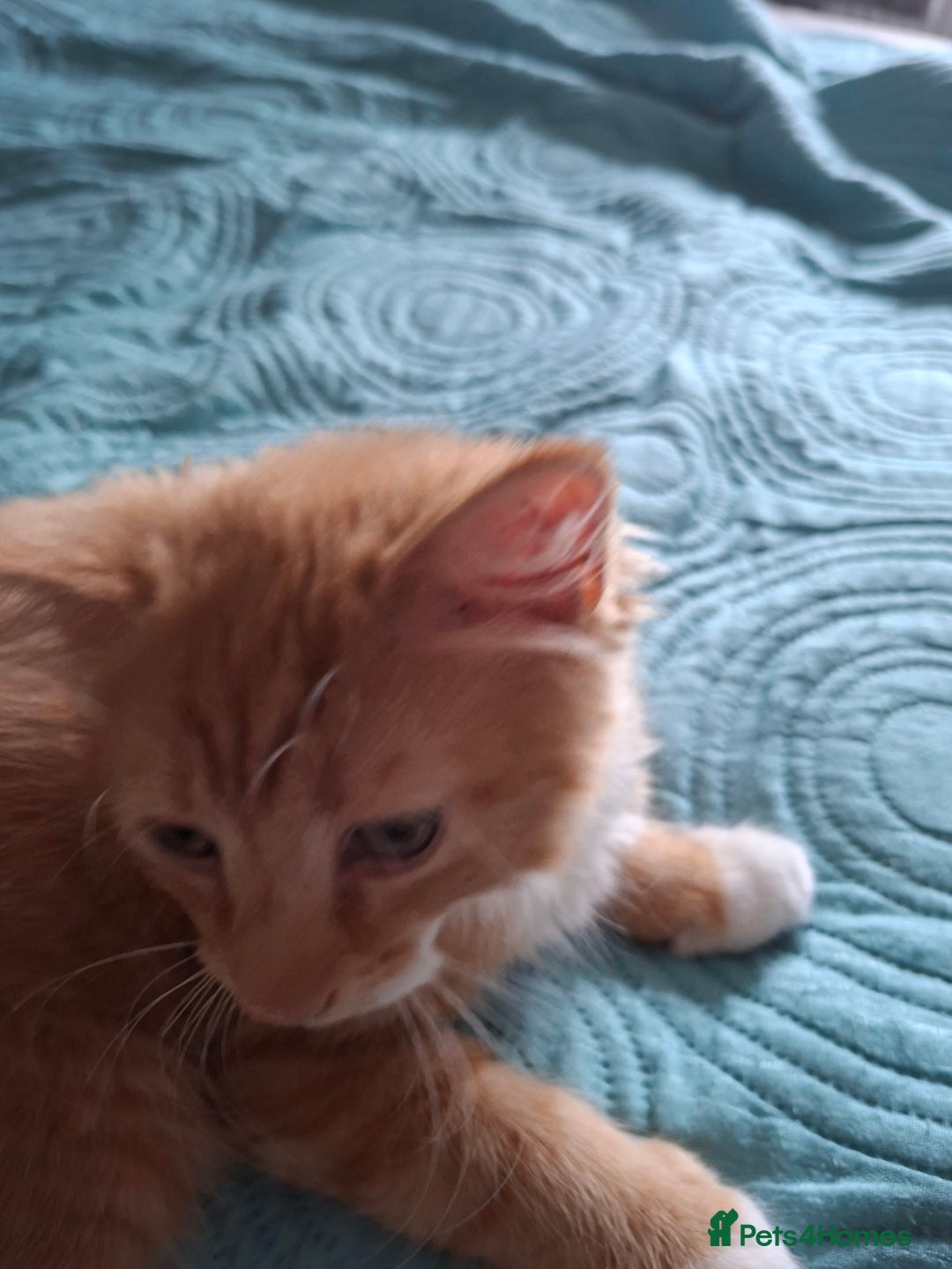 Bombay cats for sale: Two kittens, ginger(male) and black ( female) - Image 3