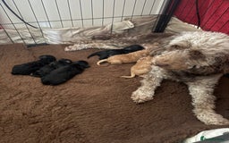 Cockapoo dogs for sale: Cockapoos  - Image 1
