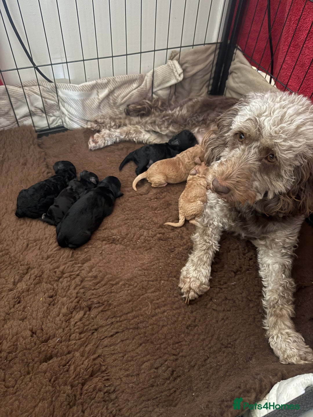 Cockapoo dogs for sale: Cockapoos  - Image 1