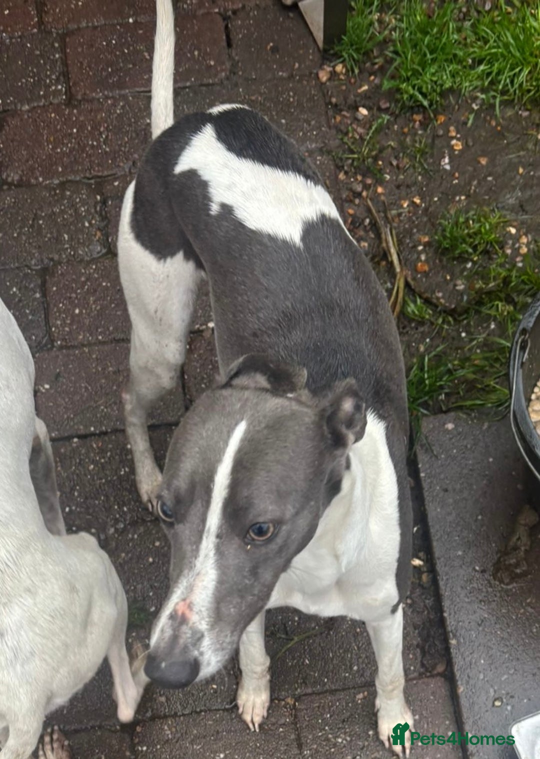 Whippet dogs for sale: Whippet pups x14 - Advert 28