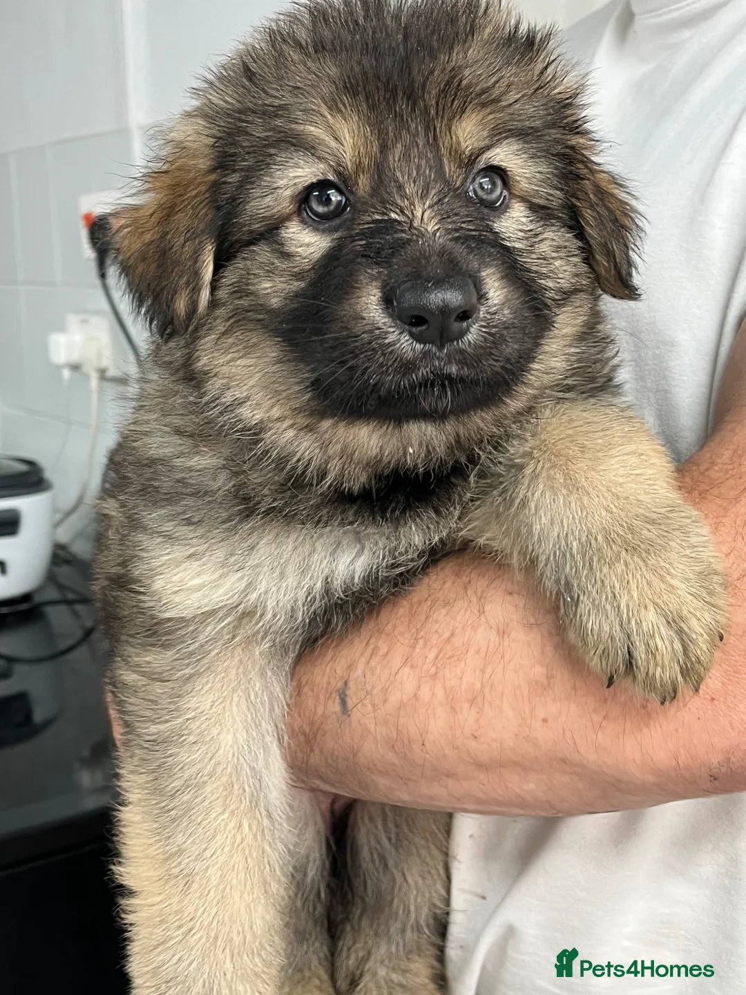 German Shepherd dogs for sale: Gorgeous German Shepherd puppies  - Advert 19