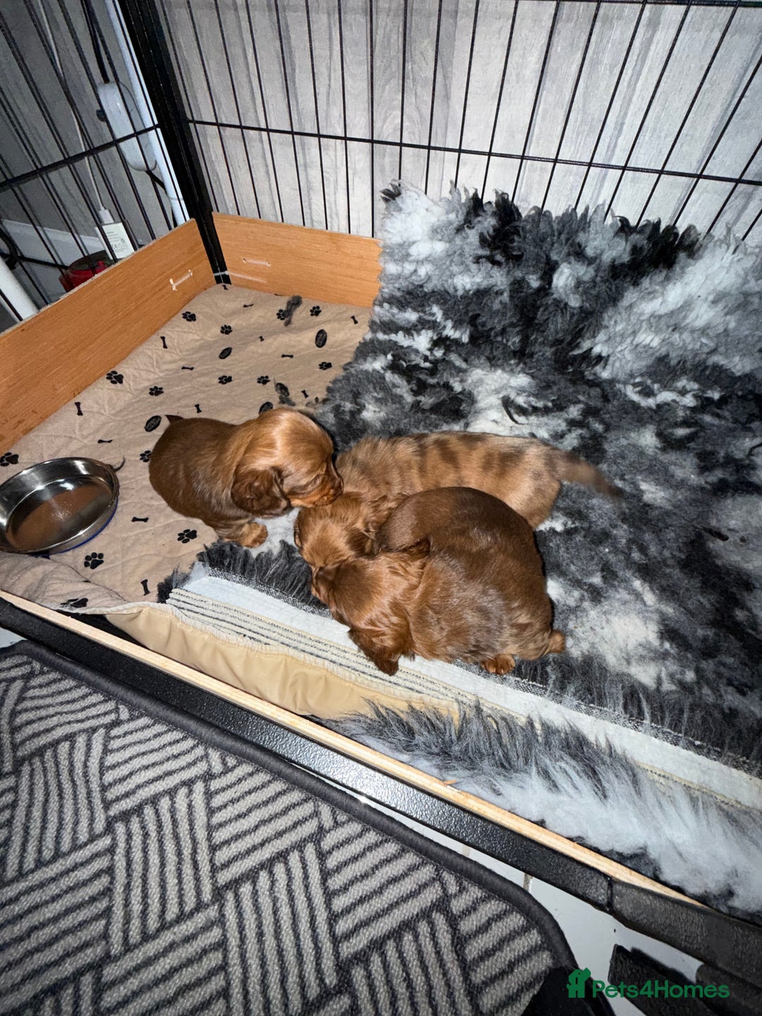 Miniature Dachshund dogs for sale: Beautiful Longhair miniature Dachshund - Image 38