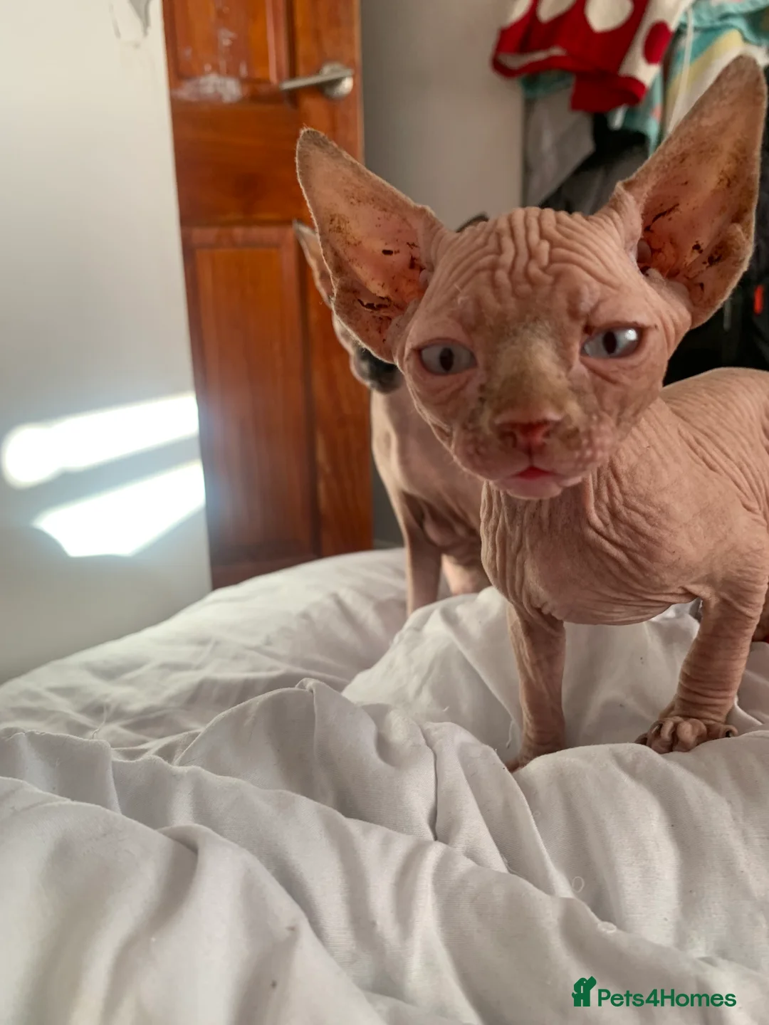 Sphynx cats for sale:  ** s sphynx babies - Advert 18