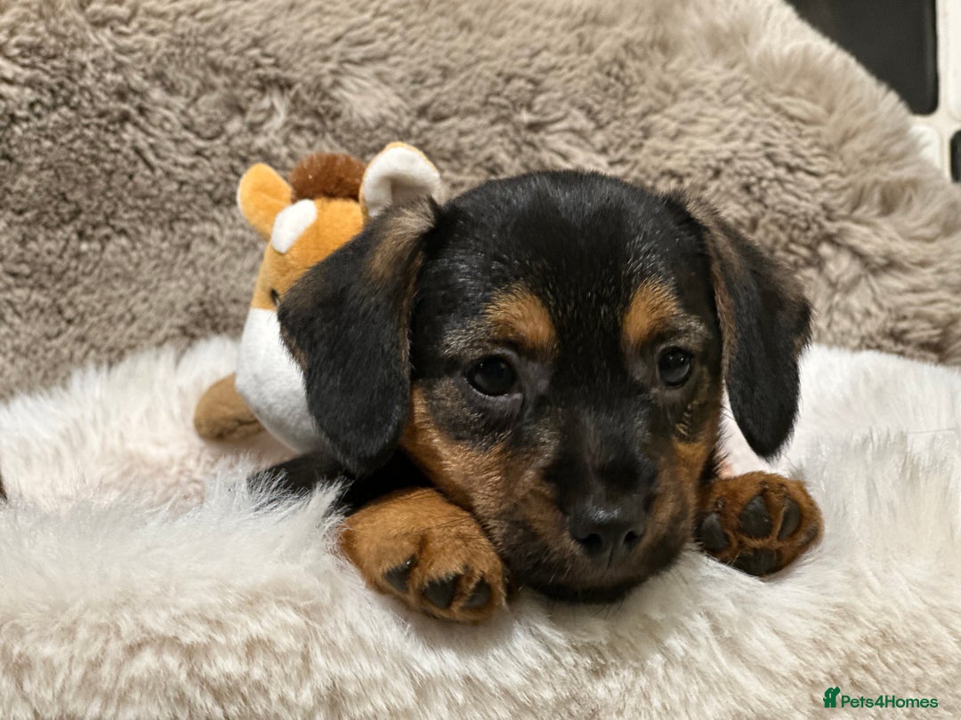 Mixed Breed dogs for sale: Stunning Norfolk terrier x miniature dachshund  - Advert 8