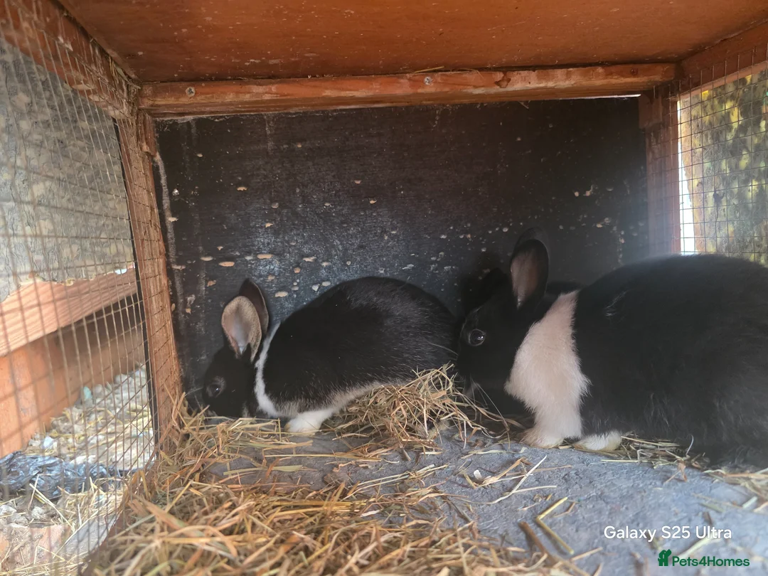 Dutch rabbits for sale: Bunnies male and female available in Liverpool - Advert 5