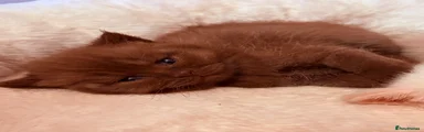 Choko