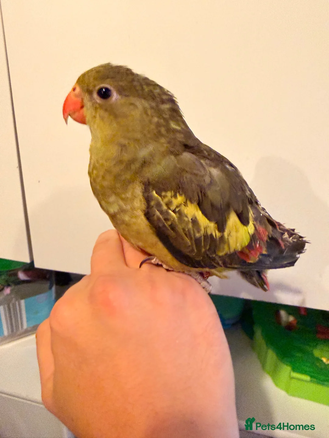 Parakeets birds for sale: Rock Pebbler/ Regents Parrot in Southminster - Advert 1