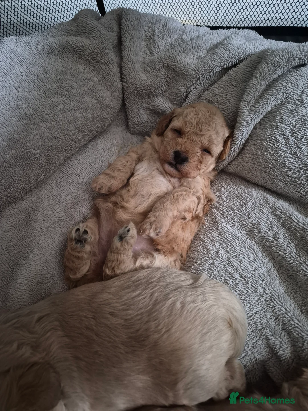 Mixed Breed dogs for sale: 2 females Available  in Rochdale - Advert 3