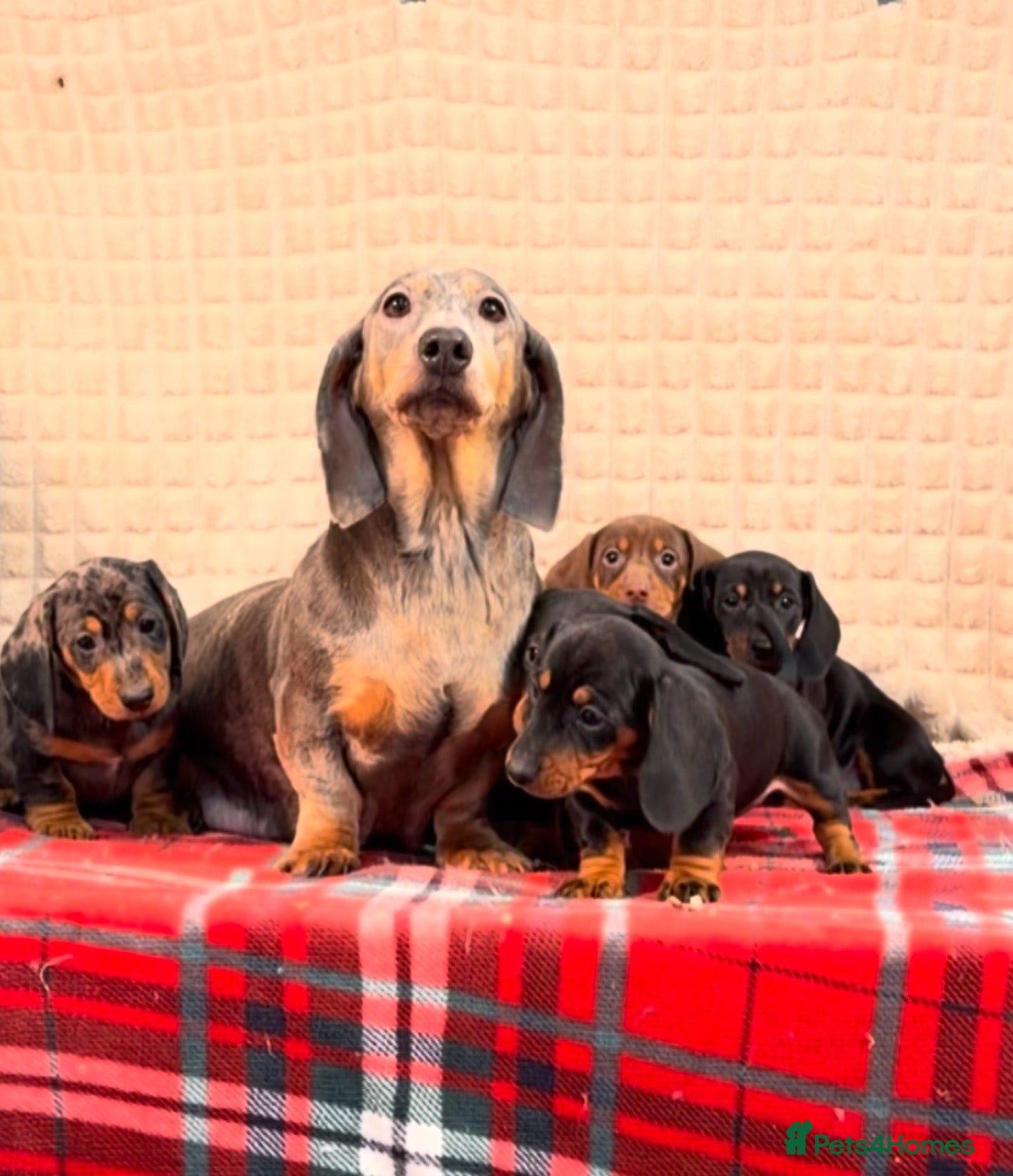 Miniature Dachshund dogs STUNNING DACHSHUND PUPPIES READY NOW  - Advert 1