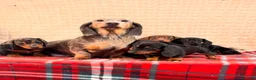 Miniature Dachshund dogs for sale: STUNNING KC MINI DACHSHUND PUPPIES READY NOW  - Advert 14
