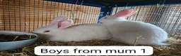 New Zealand rabbits for sale: NewZealand Whites - Advert 5