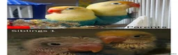 Lovebirds birds for sale: Hand-Reared Baby LoveBirds | Stunning Colours in Bedford - Advert 2