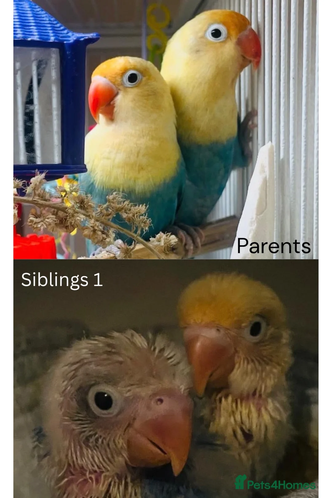 Lovebirds birds for sale: Hand-Reared Baby LoveBirds | Stunning Colours in Bedford - Advert 2