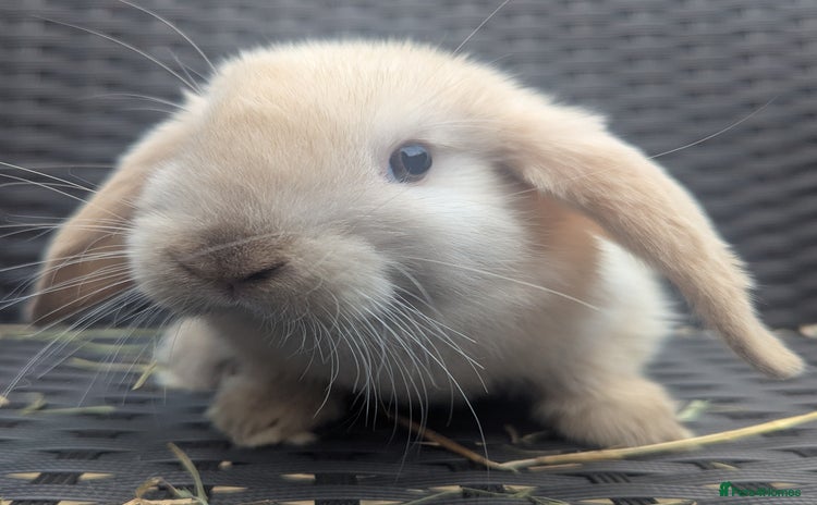 Mini Lop rabbits - Advert 3