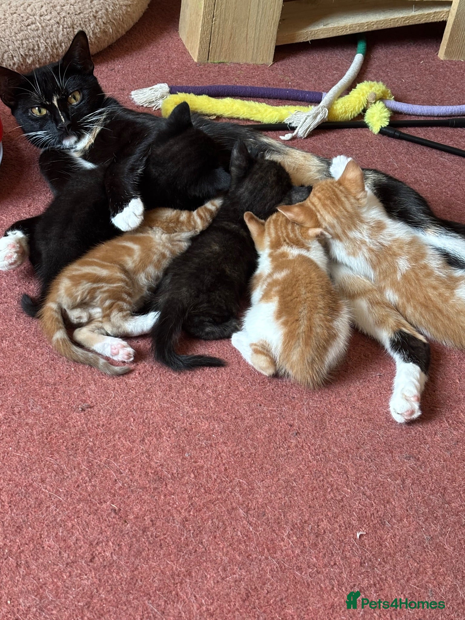 Mixed Breed cats 5 Beautiful Kittens For Sale  - Advert 1