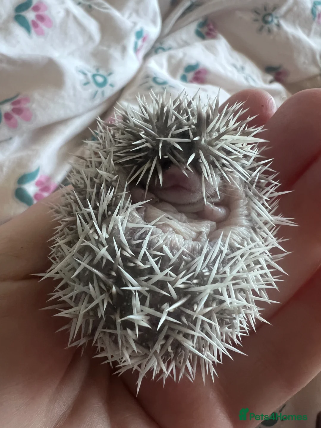 Pygmy Hedgehog rodents for sale: African Pygmy hedgehogs hoglets  - Advert 1