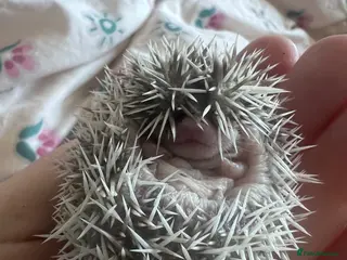 Pygmy Hedgehog rodents African Pygmy hedgehogs hoglets - Advert 6
