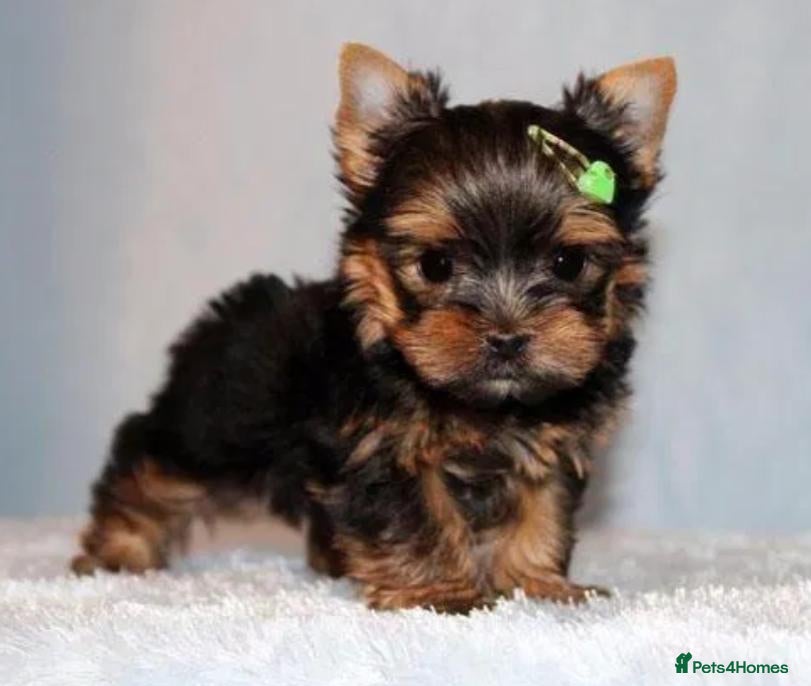 Yorkshire Terrier dogs Stunning  Yorkshire Terrier puppies 1 Puppy Left - Advert 1
