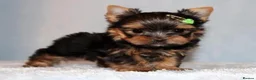 Yorkshire Terrier dogs for sale: Stunning  Yorkshire Terrier puppies 1 Puppy Left - Advert 1
