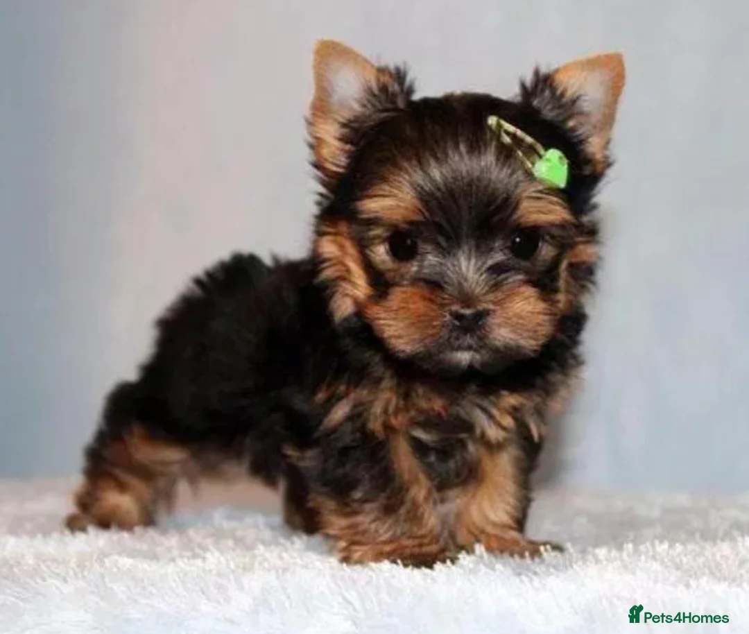 Yorkshire Terrier dogs for sale: Stunning  Yorkshire Terrier puppies 1 Puppy Left - Advert 1