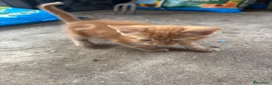 Ginger Boy