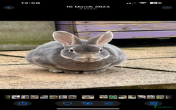 Rex rabbits for sale: 2 y/o Lavender - Image 11