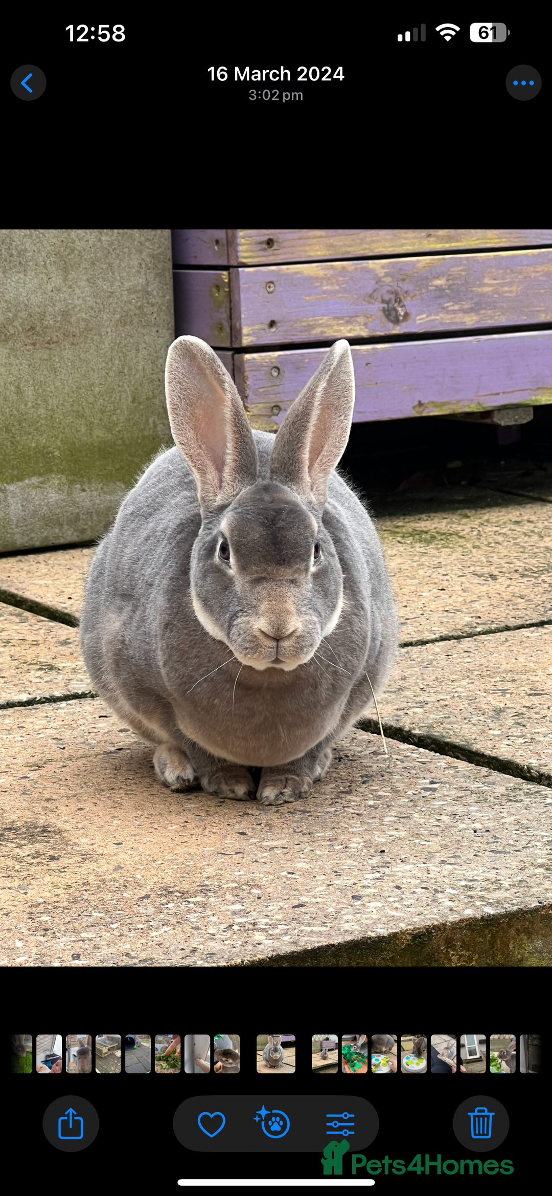 Rex rabbits for sale: 2 y/o Lavender - Image 11