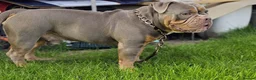 Olde English Bulldogge dogs for stud: NEBBR REGISTERED OLDE ENGLISH BULLDOGGE STUD - Advert 9