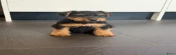 Welsh Terrier dogs for sale: Beautiful KC Registered Welsh Terrier Puppies  - Advert 6