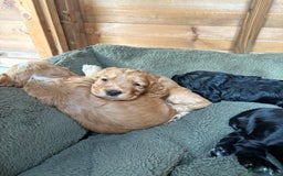 Cocker Spaniel dogs for sale: Working Cocker Spaniel from Exceptional FTCh Lines - Image 4