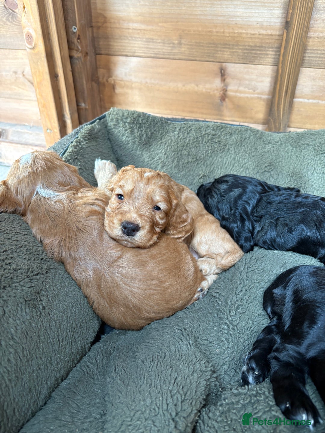 Cocker Spaniel dogs for sale: Working Cocker Spaniel from Exceptional FTCh Lines - Image 4