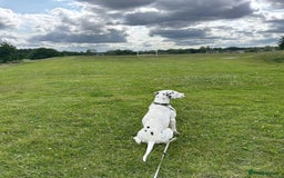 Dalmatian dogs for sale: Beautiful female Dalmatian  - Image 2