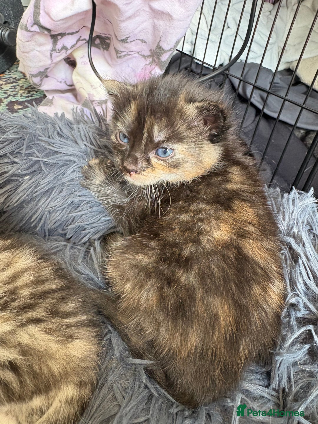 Bengal cats for sale: Beautiful half bengal kittens  - Image 11