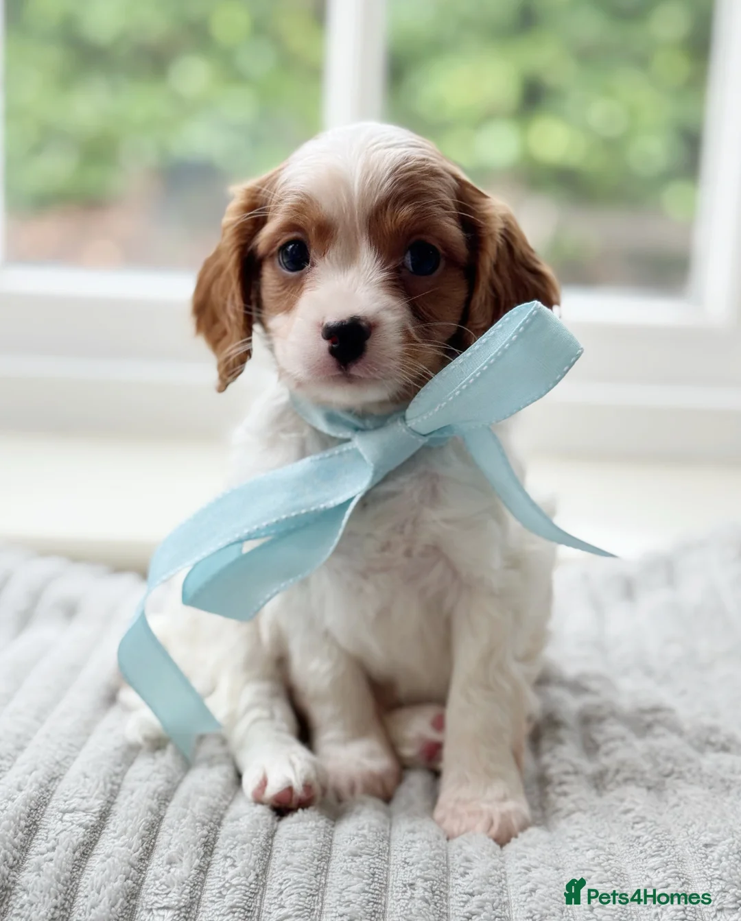 Cavapoo dogs for sale: Stunning F2 cavapoo health tested - Advert 14