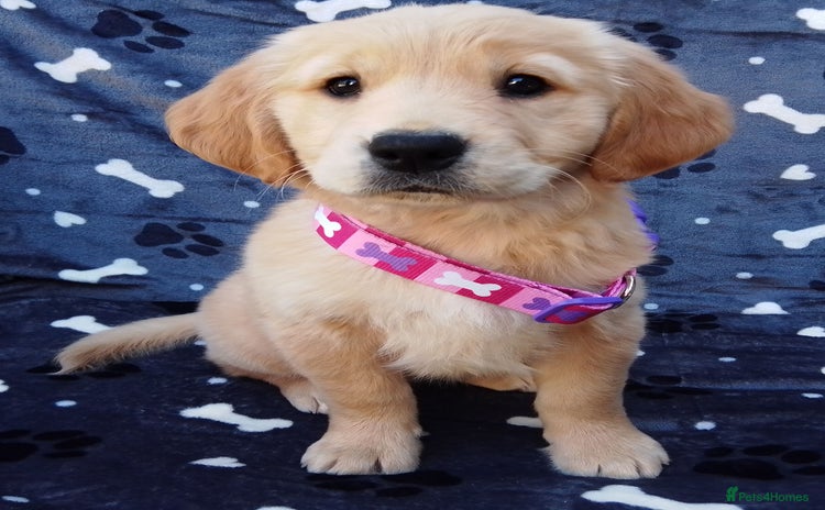 Golden Retriever dogs - Advert 2