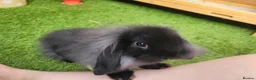 Mini Lop rabbits for sale: Beautiful Mini Lion Lop - READY TO LEAVE - Advert 9