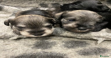 Miniature Schnauzer dogs - Advert 9
