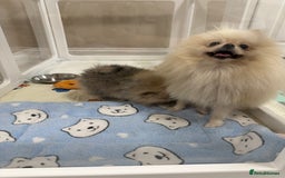 Pomeranian dogs for sale: STUNNING TEDDY BEAR POM 🐻  - Image 5