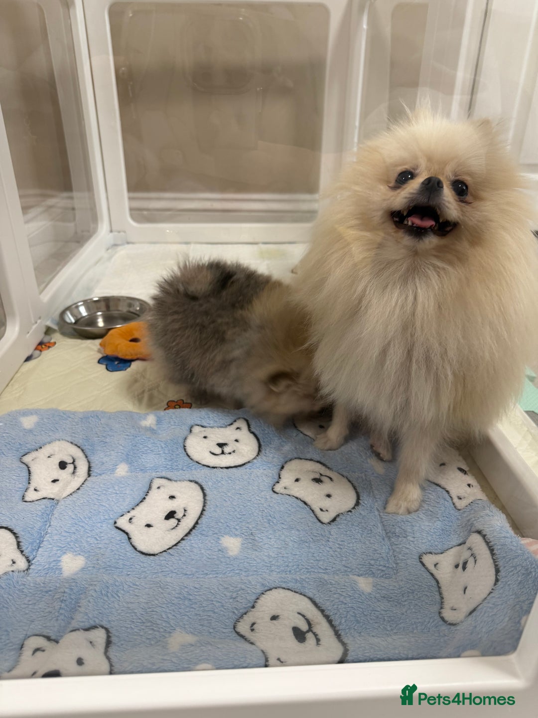 Pomeranian dogs for sale: STUNNING TEDDY BEAR POM 🐻  - Image 5