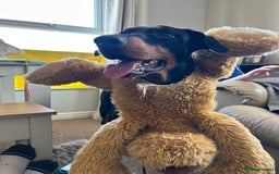 Dobermann dogs for sale: Dobermann male - Image 5